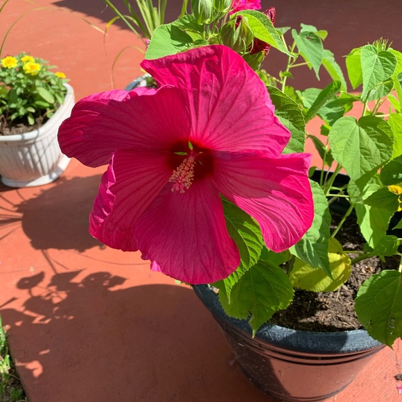 Meet your Posher, Jennifer - Picture 1 of 3